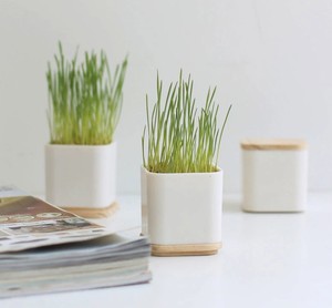 ชุดปลูกหญ้าแมวแบบออร์แกนิก,การควบคุมและแก้ไขก้อนขนตามธรรมชาติผสมดินและแมวแบบออร์แกนิก - Product Image 5