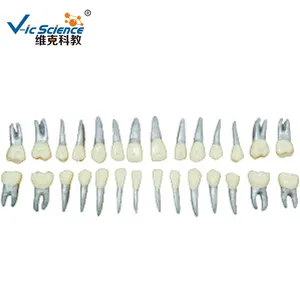 Orthodontic Teeth Anatomy Resin Crown Teeth