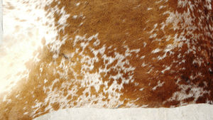 Cow Hide Rug - Product Image 5
