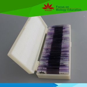 Individual diapositiva <span class=keywords><strong>mitosis</strong></span>-cebolla raíz punta L. S. Biología <span class=keywords><strong>mitosis</strong></span> preparado diapositivas para la enseñanza de la escuela - Product Image 6