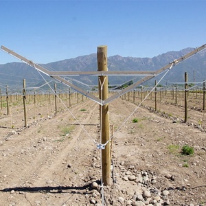 Enrejado gable abierto con forma de Y para uva