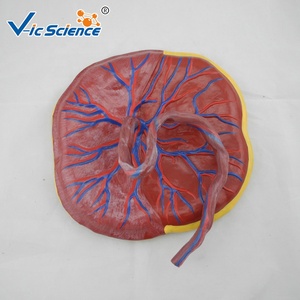 <span class=keywords><strong>Cuerpo</strong></span> <span class=keywords><strong>humano</strong></span> unido al modelo de anatomía placentaria del cordón umbilical modelo de educación anatómica de la Escuela de Ciencias Médicas - Product Image 4