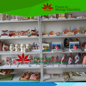 पशु शरीर मॉडल पशु चिकित्सक के लिए बिल्ली शरीर एक्यूपंक्चर मॉडल - Product Image 5