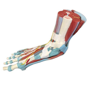 Gelsonlab HSBM-329 vida tamaño músculo humano modelo de pie 7 piezas - Product Image 1