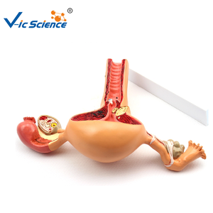 نموذج تشريحي طبي علم طبي للجهاز التناسلي للإناث نموذج تشريحي لنموذج تعليم العلوم الطبية - Product Image 3