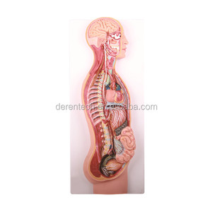 แบบจำลองระบบประสาทอัตโนมัติ - Product Image 1