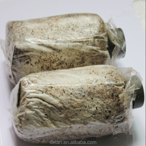 Detan Pom Pom Spawn/Spores de Champignons - Product Image 2