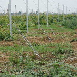 Vigne métallique Offre Spéciale en usine/poteau d'extrémité de raisin pour verger - Product Image 2