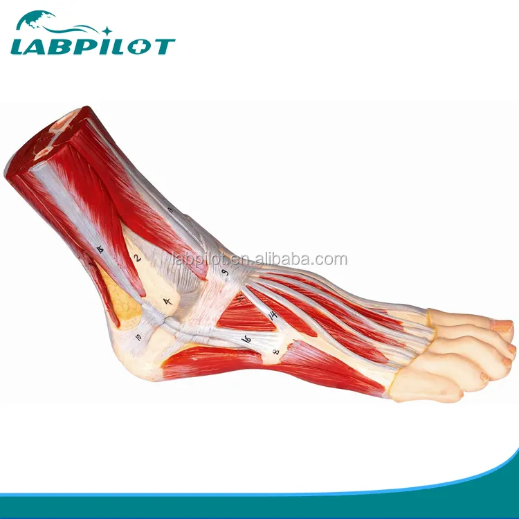 Ayak Anatomisi Modeli, Plantar diseksiyon modeli, anatomik Ayak Modeli