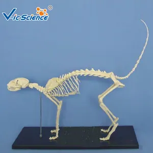 medical science Dog skeleton model skeleton model life size skeleton