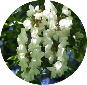 ケルセチン植物エキスFLAVIN MELETIN CAS 117-39-5 - Product Image 2