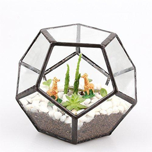 Fünfeckiges Kugelförmiges Offenes Glas Geometrisches <span class=keywords><strong>Terrarium</strong></span> zur Heimdekoration - Product Image 2