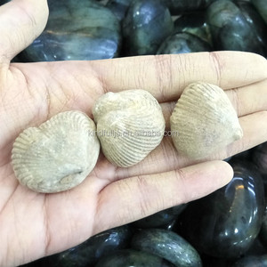 Di Alta Qualità naturale Ostriche Fossili Per La Vendita - Product Image 3