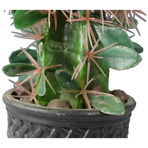 Piccolo Areg Pianta 20cm Indoor Fioritura Cactus <span class=keywords><strong>Nomi</strong></span> di Piante di Cactus