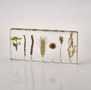 Acrílico muestra de calamar estructura integrada biológica pisapapeles de cristal muestra - Product Image 4