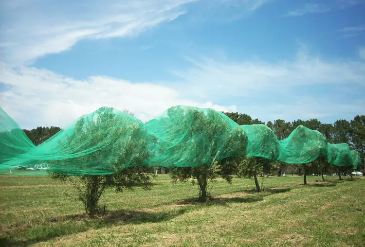 Rede anti-pássaro para proteção de malha, vegerables, árvore de frutas