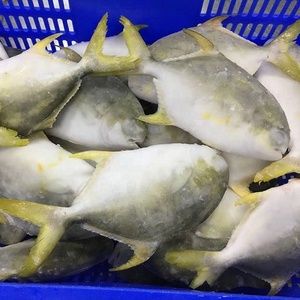 Fruits De Mer congelés Entiers Pompano Doré Poisson - Product Image 2