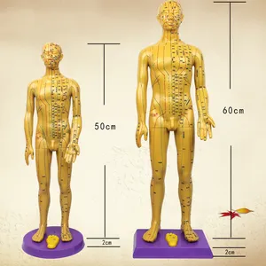 Chinese acupuncture model famale body for meridian and extraordinary points