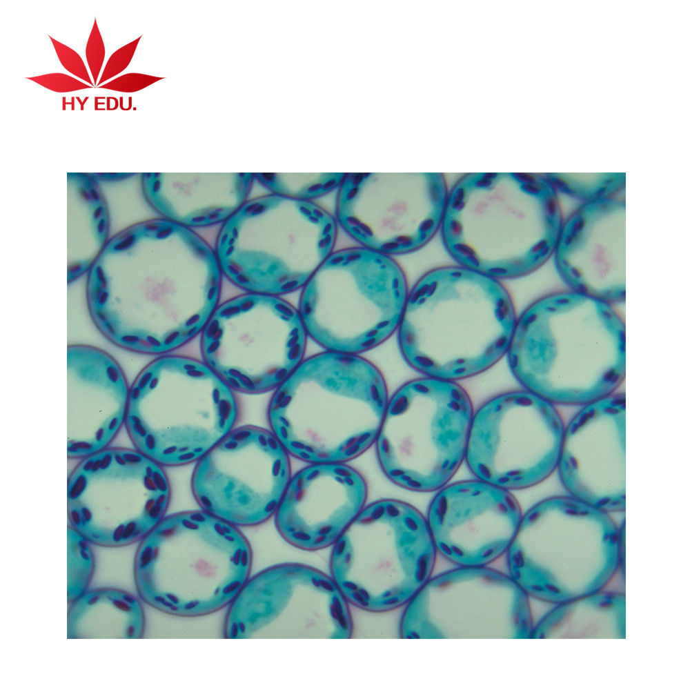 Лидер продаж, индивидуальные предметы для обучения, степень биологии allium, порошковая кислота