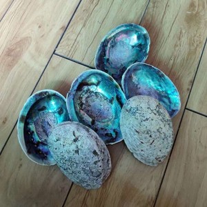 Coquille d'ormeau Paua de bonne qualité en stock Coquille d'ormeau à bas prix - Product Image 2