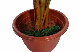 UK-Jardines Grandes Ficus Benjamina Árbol Artificial Planta En Maceta Artificial - Product Image 4