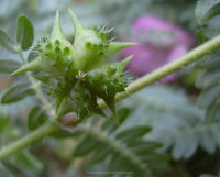 Poudre d'herbes à l'extrait de Tribulus terrestre Orgainc saponines stériles