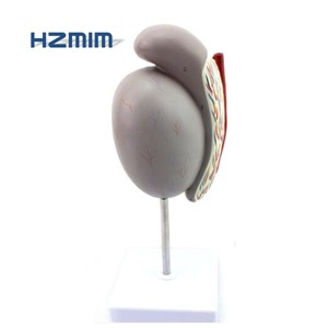 Hoden anatomie modell, menschliches Hoden modell - Product Image 2