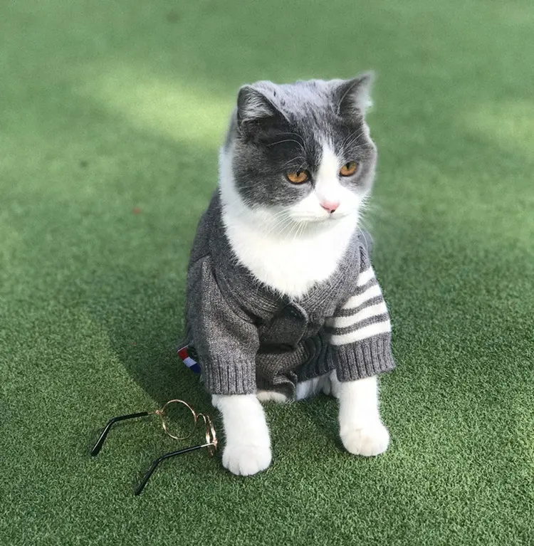 애완 동물 강아지 고양이 가을 겨울 따뜻한 스웨터 옷 bomei 애완 동물 제품 테디 고양이 겨울 카디건 치와와 양모 스웨터 옷