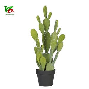 Cactus planta <span class=keywords><strong>bonsai</strong></span> cactus y suculentas vivero artificial verde - Product Image 6
