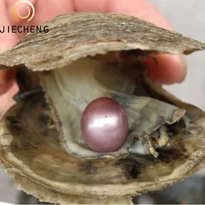 Beliebtesten farm großhandel frische wasser perle oyster mit akoya oyster