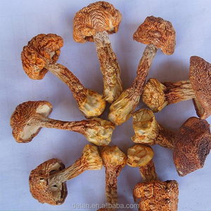Detan secas <span class=keywords><strong>Agaricus</strong></span> blazei para compradores de setas - Product Image 3