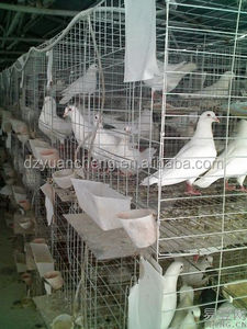 Piège à pigeons pour la colombophilie, utilisé pour les cages d'élevage de volailles, <span class=keywords><strong>cage</strong></span> à vendre - Product Image 5