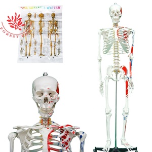 Modelo 3D <span class=keywords><strong>de</strong></span> Esqueleto Humano <span class=keywords><strong>de</strong></span> Ciencia Médica, Anatomía <span class=keywords><strong>de</strong></span> Esqueleto <span class=keywords><strong>de</strong></span> 170 cm <span class=keywords><strong>de</strong></span> Tamaño Real, Origen y Acción Muscular - Product Image 2