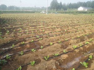 <span class=keywords><strong>Tuyau</strong></span> d'irrigation <span class=keywords><strong>goutte</strong></span> <span class=keywords><strong>à</strong></span> <span class=keywords><strong>goutte</strong></span> en PE pour ferme agricole - Product Image 5