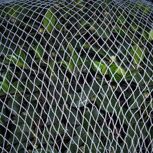 Protezione agricoltura reti Anti-uccello <span class=keywords><strong>per</strong></span> piscina che copre il <span class=keywords><strong>giardino</strong></span> di <span class=keywords><strong>rete</strong></span> - Product Image 3