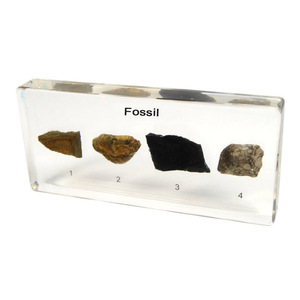 Gelsonlab HSBS-120 Spécimen Fossilisé Spécimens Biologiques Embryonnés - Product Image 1