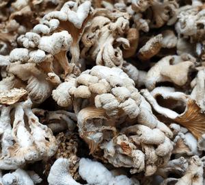 Funghi Secchi Naturali Schizophyllum <span class=keywords><strong>Commune</strong></span> in Vendita - Product Image 6