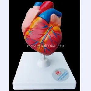 Yüksek kaliteli PVC plastik İnsan kalp anatomisi modeli anatomi