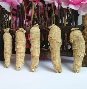 Xi yang shen Secca nuovo havested canadese grezzo ginseng per il tè - Product Image 3