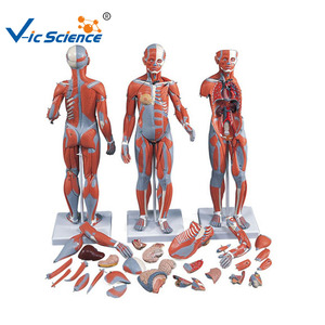 Modèle <span class=keywords><strong>musculaire</strong></span> du <span class=keywords><strong>corps</strong></span> entier pour l'orthopédie, la physiothérapie, l'enseignement en laboratoire d'anatomie, équipement pédagogique médical CE/ISO/ROHS/CNAS - Product Image 5