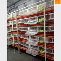Cage à Cailles Automatique en Plastique Type H de Qualité Supérieure