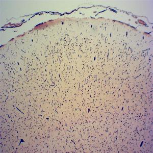 Set Kaca Mikroskop Siap Pakai Serangga Medis Nyamuk untuk Studi Biologi Laboratorium 25 Buah Kaca Mikroskop dengan Tepi yang Dipoles Rapi - Product Image 3