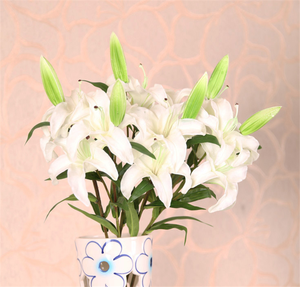 प्राकृतिक calla लिली बल्ब थोक लिली सफेद फूल थोक - Product Image 5