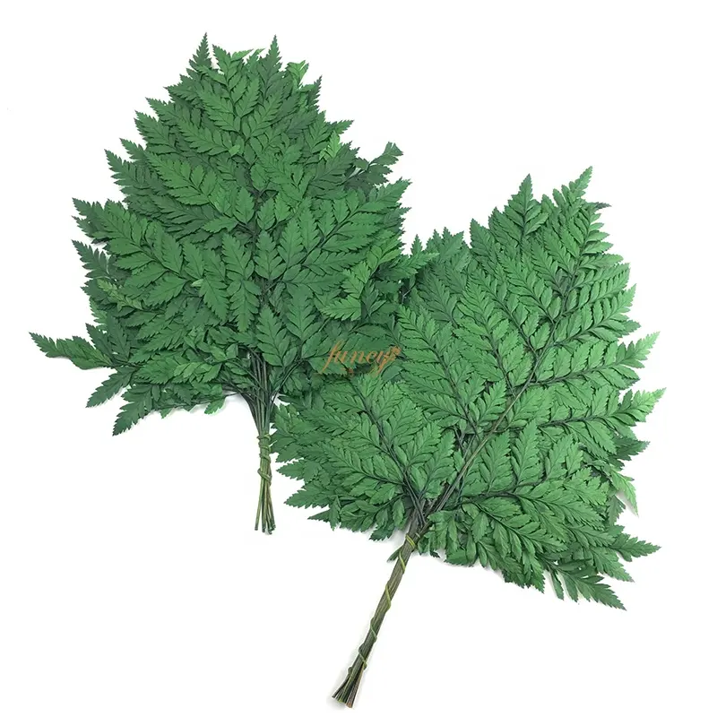 Plant Table Decor Dried Preserved Fern Leaf