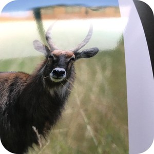 Ngay lập tức khô A4 in bóng 5 "6" <span class=keywords><strong>8</strong></span> "10" 12 "24''36'' 12 inch RC bóng satin ảnh giấy cuộn, in phun ảnh giấy cuộn - Product Image 5