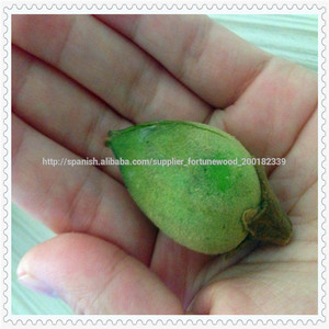 <span class=keywords><strong>Semillas</strong></span> <span class=keywords><strong>Paulownia</strong></span> Chinos - Product Image 1