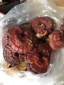 Jamur Reishi Kering Berkualitas Tinggi - Product Image 5