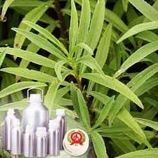 Venta al por mayor 100% aceite esencial de estragón natural puro precio de fábrica Etiqueta Privada orgánica OEM suministro a granel aromaterapia utiliza exportación - Product Image 5