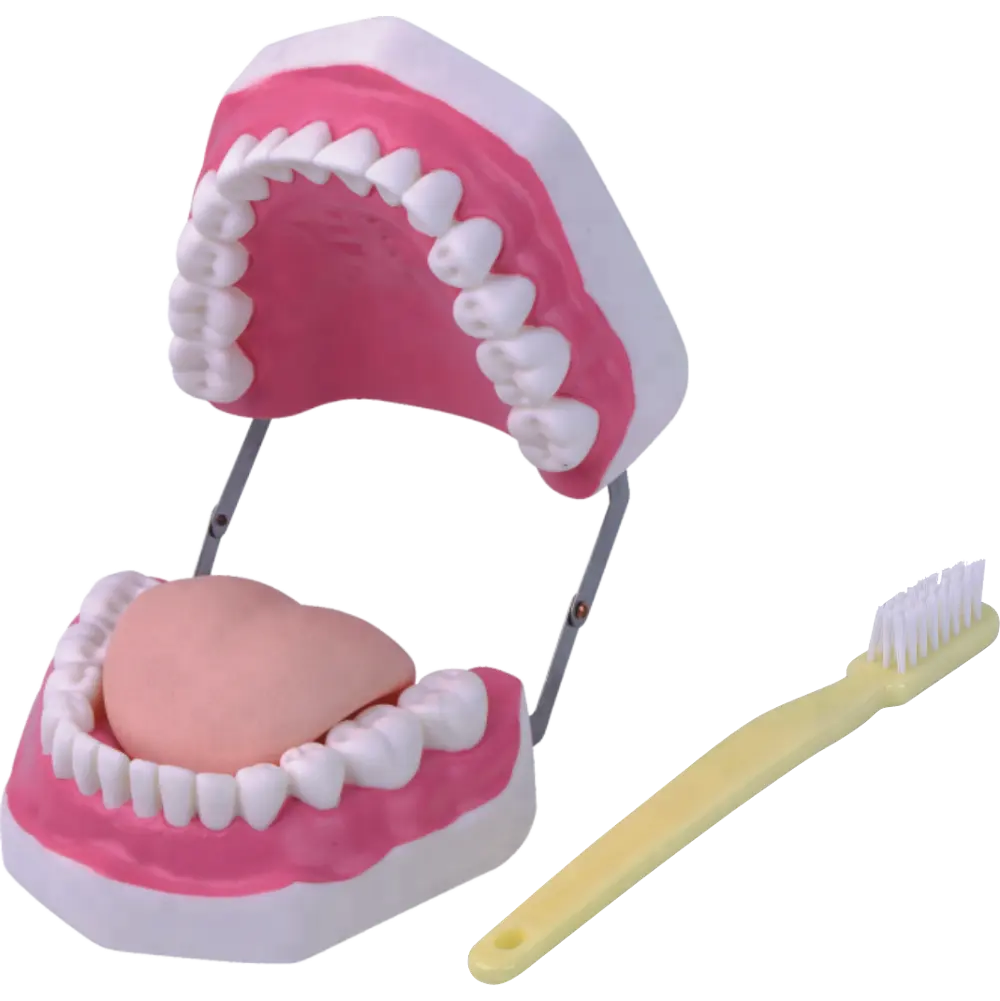 Plastic Dental Teeth Care Model