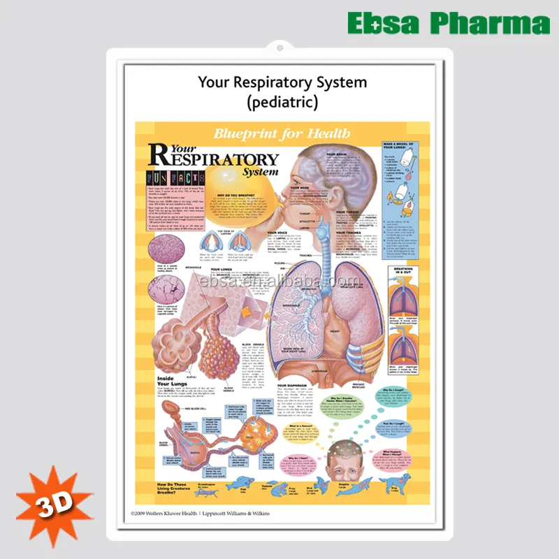 3D Medical Human Anatomy Wall Charts / Poster - Your Respiratory System (pediatric)